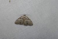 Meganola strigula