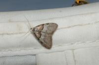 Nola cucullatella/tutulella