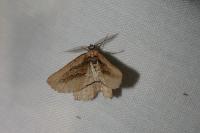 Menophra nycthemeraria