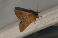 Mythimna vitellina