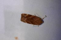 Noctua fimbriata/tirrenica