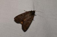Noctua pronuba