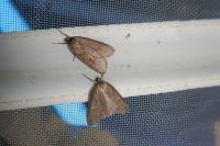 Pachycnemia hippocastanaria hippocastanaria