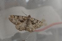 Peribatodes ilicaria ilicaria