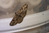 Peribatodes rhomboidaria rhomboidaria