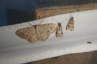 Scopula submutata roseonitens