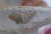 Scopula submutata roseonitens