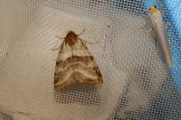 Synthymia fixa