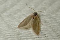 Acentria ephemerella