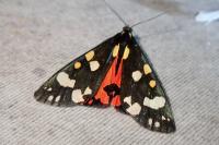 Callimorpha dominula