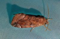 Cosmia pyralina