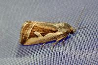 Deltote uncula