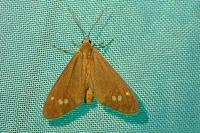 Dysauxes ancilla