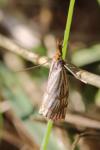 Chrysocrambus linetella
