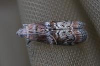 Phycita roborella