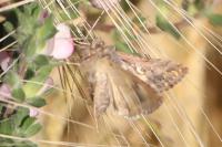 Autographa gamma