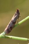 Homoeosoma sinuella