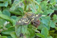 Pyrausta purpuralis