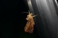 Cosmia pyralina