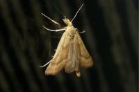 Synaphe punctalis