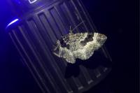 Epirrhoe alternata