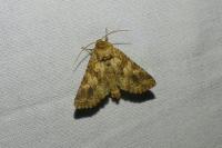 Conisania luteago olbiena