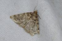 Aglossa pinguinalis