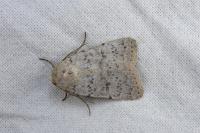 Hoplodrina respersa