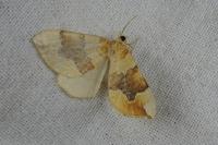 Cidaria fulvata