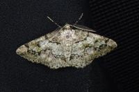 Cleorodes lichenaria