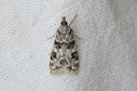 Eudonia delunella