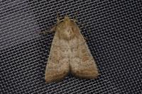 Hoplodrina ambigua/blanda