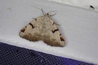 Macaria wauaria