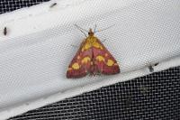Pyrausta purpuralis
