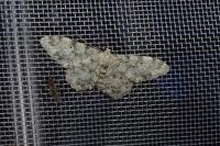 Idaea contiguaria