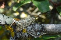 Chrysocramboides craterellus