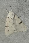 Acronicta leporina