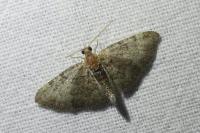Pasiphila rectangulata