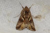 Autographa gamma