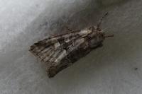 Brachylomia viminalis
