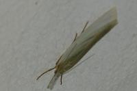 Crambus perlellus