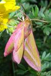 Deilephila elpenor