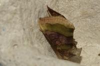 Diachrysia chrysitis