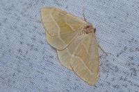 Hylaea fasciaria