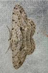 Hypomecis roboraria