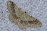 Idaea aversata