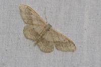 Idaea aversata