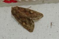 Lacanobia oleracea