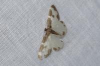 Lomaspilis marginata