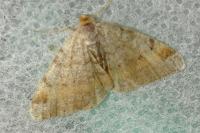 Macaria liturata